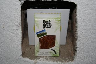 Museo Mundial_PT_Insects_3